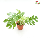 Philodendron Minima (Rhaphidophora Tetrasperma) J01《姬龜背》