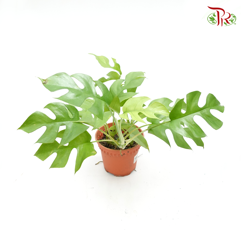 Rhaphidophora Tetrasperma 《姬龜背》