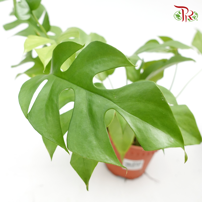 Rhaphidophora Tetrasperma 《姬龜背》