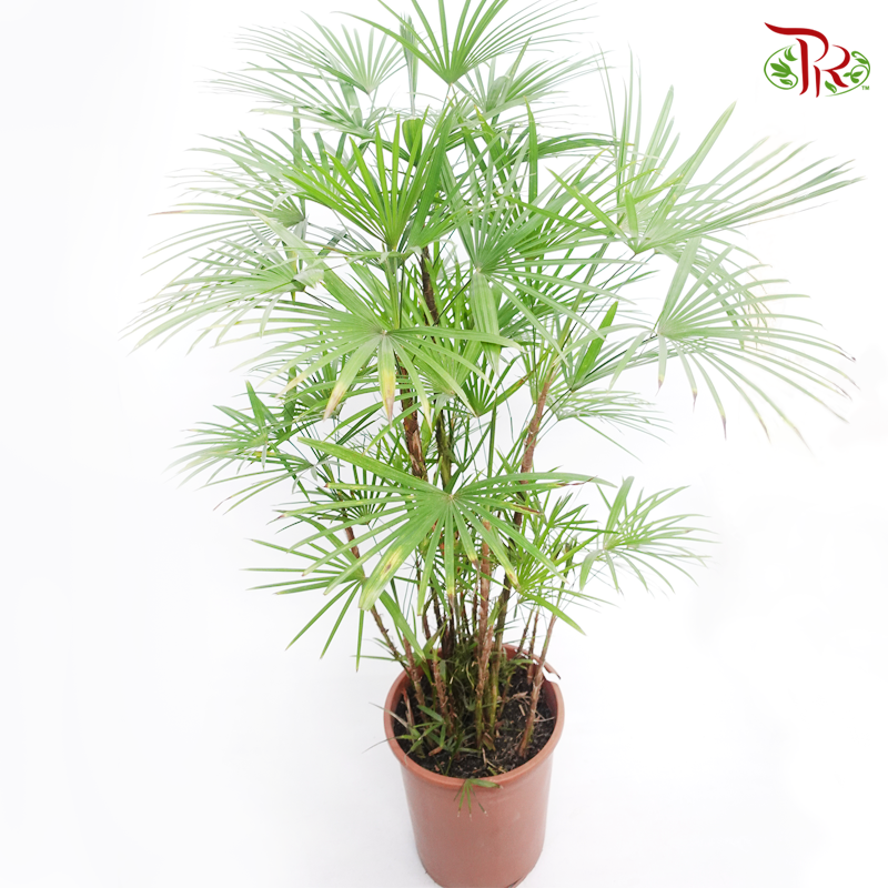 Rhapis Multifida 《多裂棕竹》