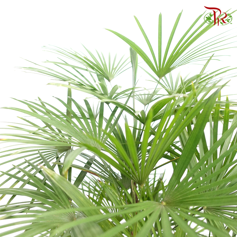 Rhapis Multifida 《多裂棕竹》