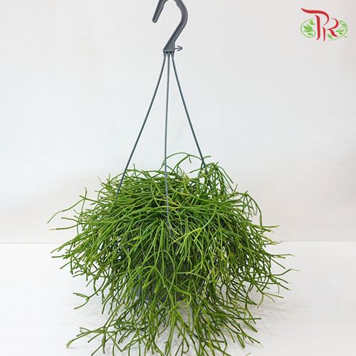 Rhipsalis Easy Sweet 《丝苇属》-Pudu Ria Florist-prflorist.com.my