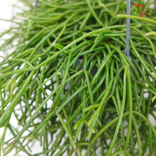 Rhipsalis Easy Sweet 《丝苇属》-Pudu Ria Florist-prflorist.com.my