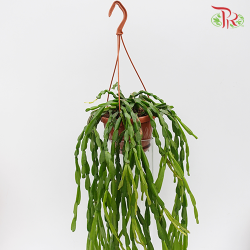 Rhipsalis Paradoxa《链苇》-Pudu Ria Florist-prflorist.com.my