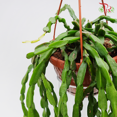 Rhipsalis Paradoxa《链苇》-Pudu Ria Florist-prflorist.com.my