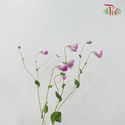 Rhodanthe - Pink (Per Bunch)-Purple-China-prflorist.com.my