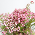 Rice Flower - Pink (Per Bunch)-Pink-Africa-prflorist.com.my