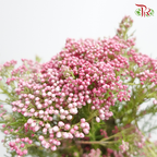 Rice Flower - Pink (Per Bunch)-Pink-Africa-prflorist.com.my