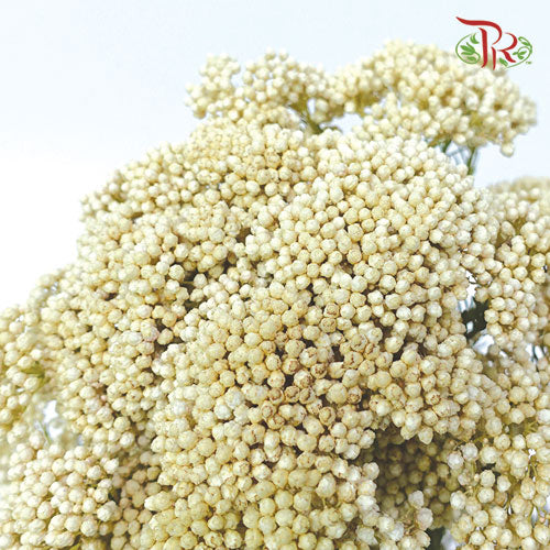 Rice Flower - White (Per Bunch)-White-Africa-prflorist.com.my