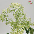 Rice Flower - White (Per Bunch)-White-Malaysia-prflorist.com.my