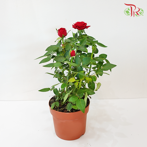 Rosa Red-Pudu Ria Florist-prflorist.com.my