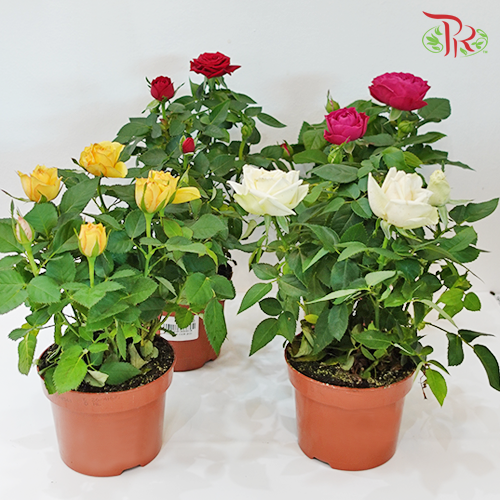 Rosa Red-Pudu Ria Florist-prflorist.com.my
