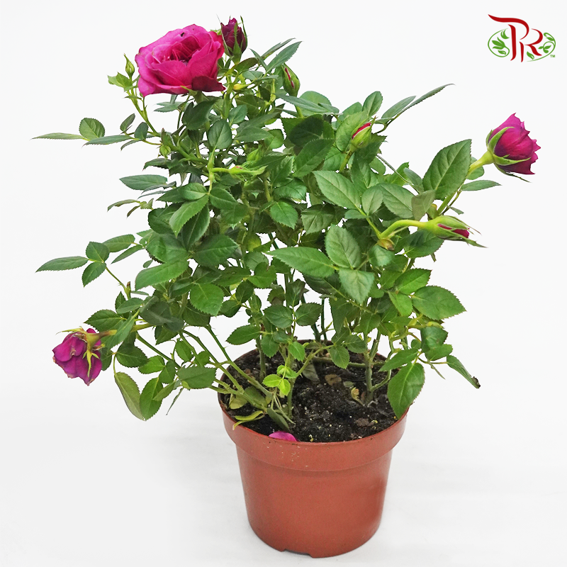 Rosa