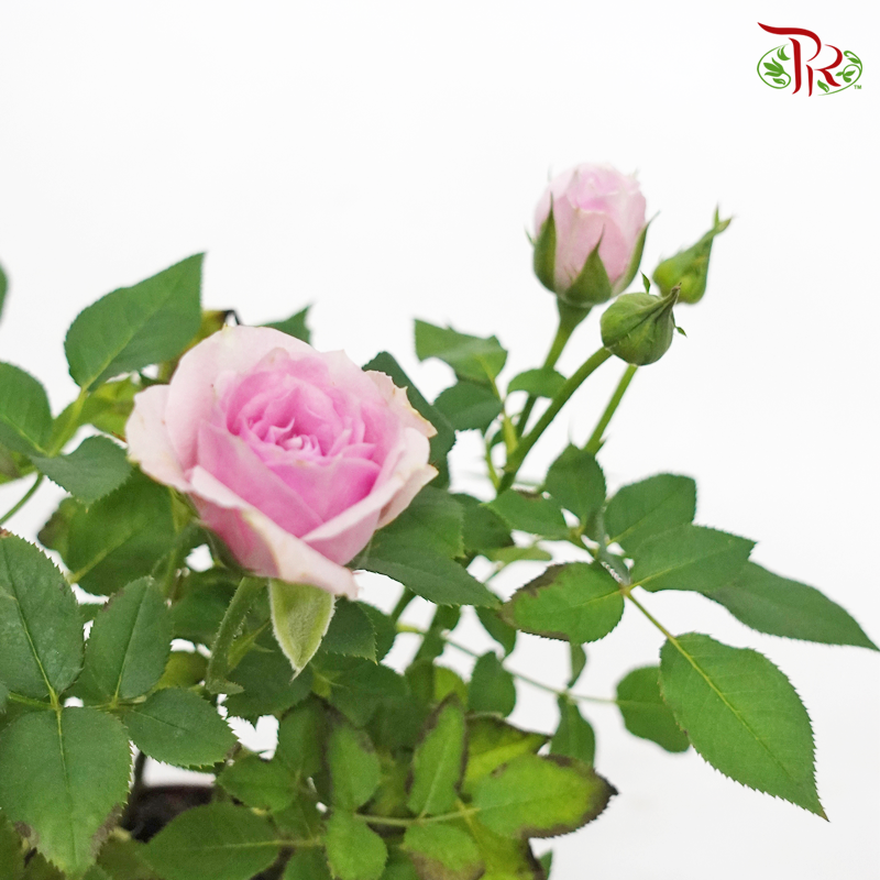 Rosa