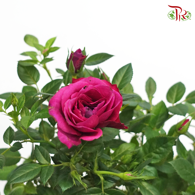 Rosa