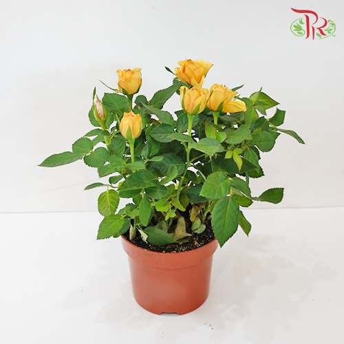 Rosa Yellow-Pudu Ria Florist-prflorist.com.my
