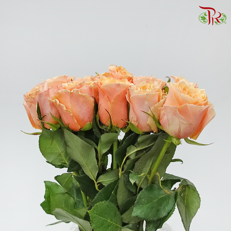 Rose (50cm) - Carpe Diem (10 Stems)-Orange-Kenya-prflorist.com.my