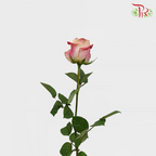 Rose (50cm) - Chapeau (10 Stems)-Red-Kenya-prflorist.com.my