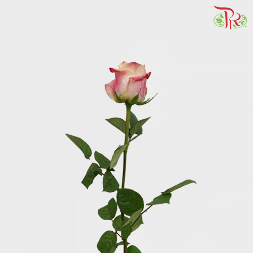 Rose (50cm) - Chapeau (10 Stems)-Red-Kenya-prflorist.com.my