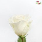 Rose (50cm) - Cream Sorbet (10 Stems)-Kenya-prflorist.com.my