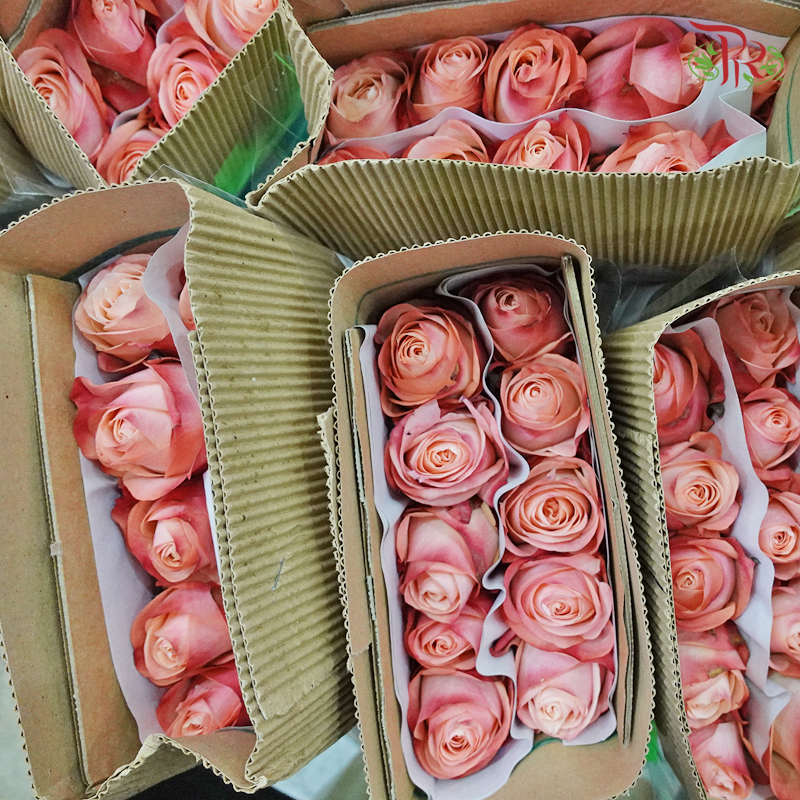 Rose (50CM)
