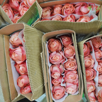 Rose (50CM)