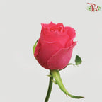 Rose (50cm) - Fairy Tale (10 Stems)-Pink-Kenya-prflorist.com.my