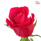 Rose (50cm) - Hot Shot Pink (10 Stems)-Pink-Kenya-prflorist.com.my