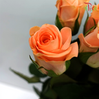 Rose (50cm) - Melon (10 Stems)-Orange-Kenya-prflorist.com.my