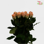 Rose (50cm) - Melon (10 Stems)-Orange-Kenya-prflorist.com.my