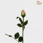 Rose (50cm) - Melon (10 Stems)-Orange-Kenya-prflorist.com.my