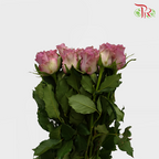 Rose (50cm) - Moody Blue (10 Stems)-Purple-Kenya-prflorist.com.my