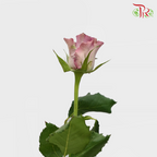 Rose (50cm) - Moody Blue (10 Stems)-Purple-Kenya-prflorist.com.my