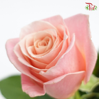 Rose (50cm) - Ms Piggy (10 Stems)-Pink-Kenya-prflorist.com.my