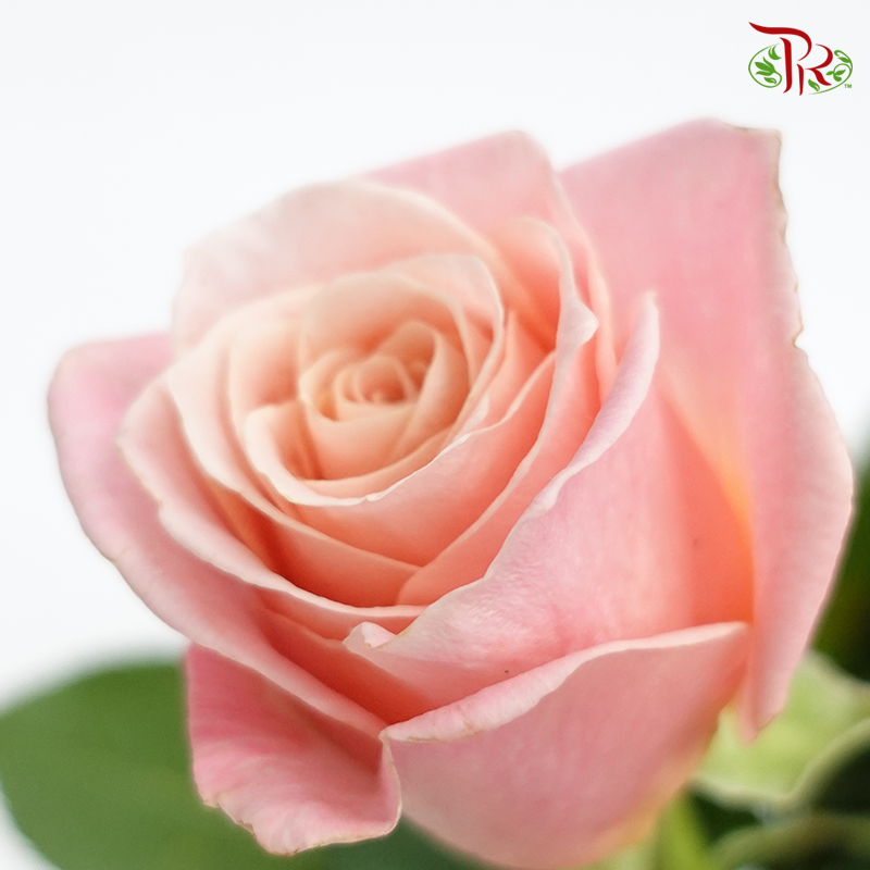 Rose (50cm) - Ms Piggy (10 Stems)-Pink-Kenya-prflorist.com.my