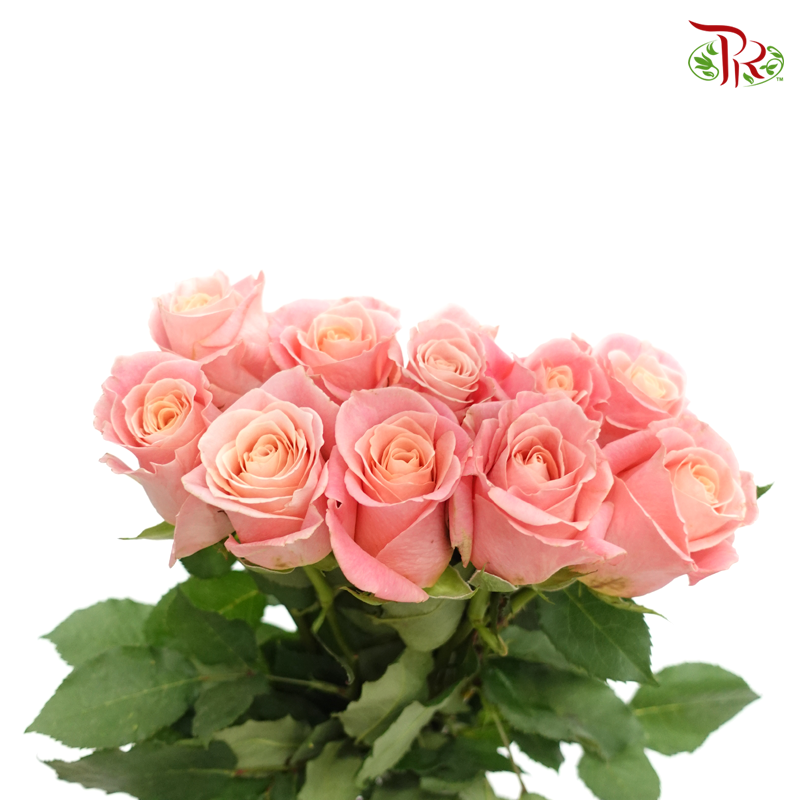 Rose (50cm) - Ms Piggy (10 Stems)-Pink-Kenya-prflorist.com.my