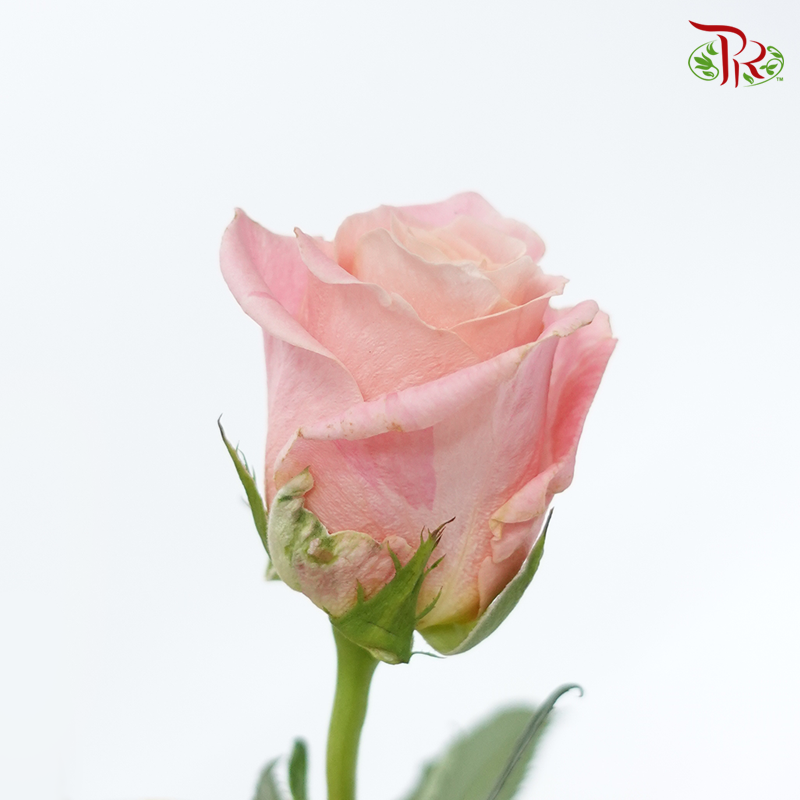 Rose (50cm) - Ms Piggy (10 Stems)-Pink-Kenya-prflorist.com.my