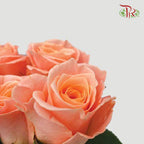 Rose (50CM)
