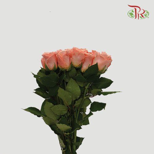 Rose (50CM)