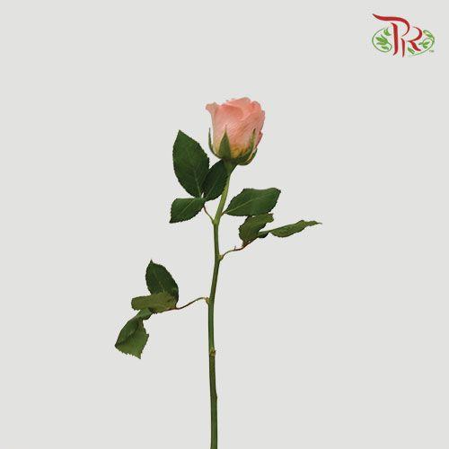 Rose (50CM)
