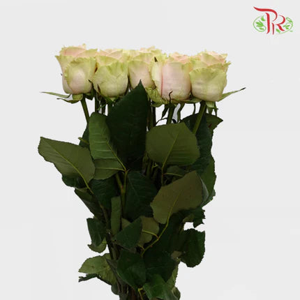Rose (60cm)