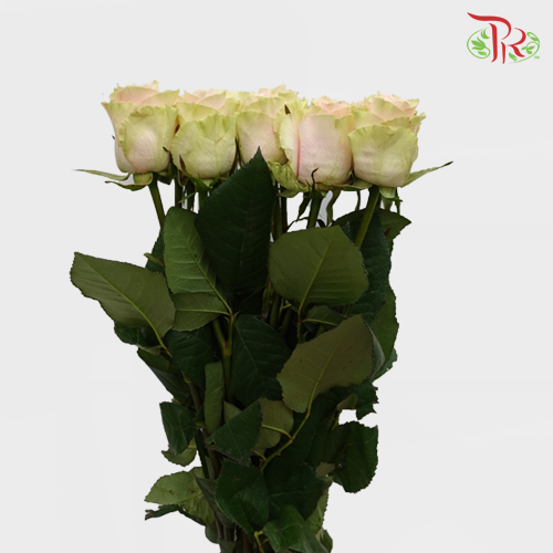Rose (50cm) - Pink Athena (10 Stems)-Kenya-prflorist.com.my
