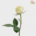 Rose (50cm) - Pink Athena (10 Stems)-Kenya-prflorist.com.my