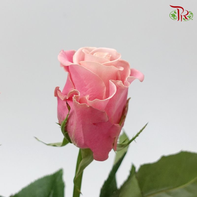 Rose (50cm) - Pink Hermosa (10 Stems)-Kenya-prflorist.com.my