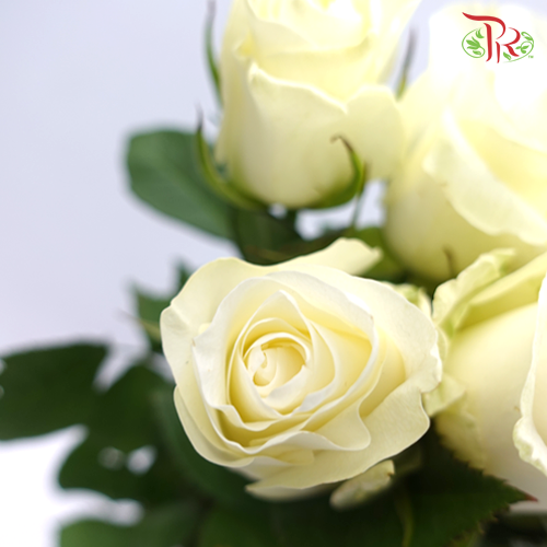 Rose (50cm) - Proud (10 Stems)-White-Kenya-prflorist.com.my