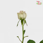 Rose (50cm) - Raindance (10 Stems)-Purple-Kenya-prflorist.com.my