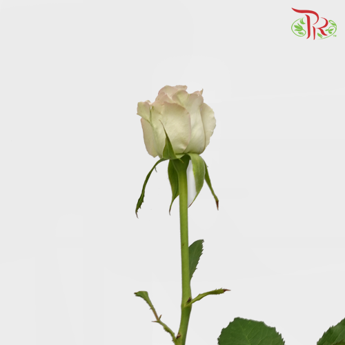 Rose (50cm) - Raindance (10 Stems)-Purple-Kenya-prflorist.com.my
