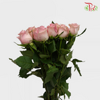 Rose (50cm) - Romance (10 Stems)-Pink-Kenya-prflorist.com.my