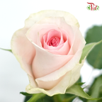 Rose (50cm) - Sweet Revival (10 Stems)-Light Pink-Kenya-prflorist.com.my