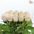Rose (60cm)